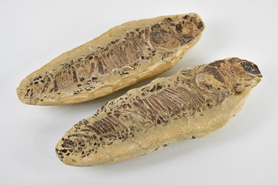 Lot 2872 - NATURAL HISTORY; a fossil nodule fish in...