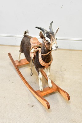 Lot 2602 - TAXIDERMY; a rocking goat, mounted on a wooden...