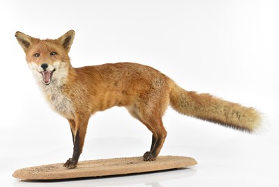 Lot 2603 - TAXIDERMY; fox on naturalistic base, height 52cm.