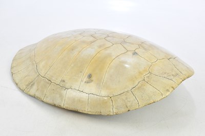 Lot 2274 - A polished blonde loggerhead turtle (Caretta...
