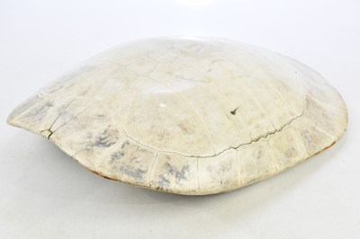 Lot 2275 - A polished blonde loggerhead turtle (Caretta...