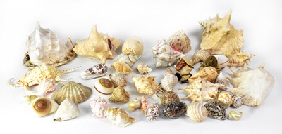 Lot 324 - A collection of various seashells including...