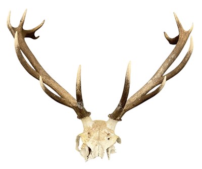Lot 467 - A set of Scottish stag wall hanging antlers,...