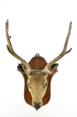 Lot 1540 - TAXIDERMY; a stag's head with four point...