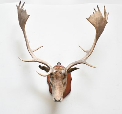 Lot 1535 - TAXIDERMY; a large stag's head on oak shield...