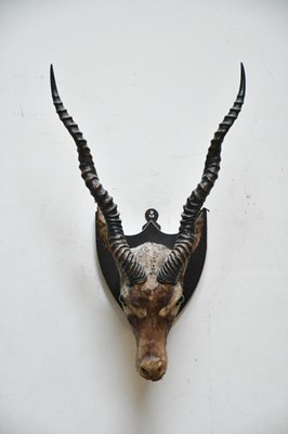 Lot 1536 - TAXIDERMY; a black buck's head, mounted on a...
