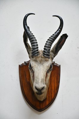 Lot 1537 - TAXIDERMY; a springbok head, mounted on an oak...
