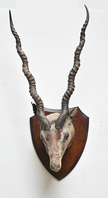 Lot 1538 - TAXIDERMY; a mounted black buck head on an oak...