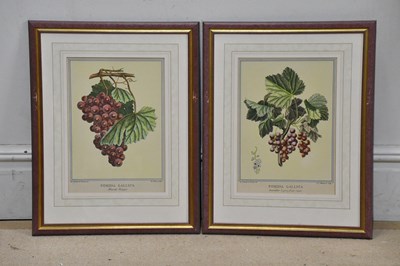 Lot 404 - POMONA GALLICA; a pair of prints, 'Groseillier...