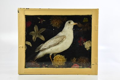 Lot 1539 - An early 20th century taxidermy juvenile...