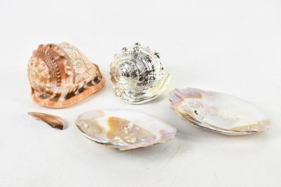 Lot 1339 - NATURAL HISTORY; a collection of shells...