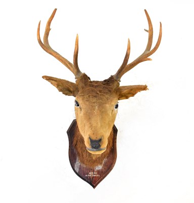 Lot 620 - TAXIDERMY; a stag's head mounted on an oak...