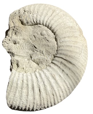 Lot 302 - A large Jurassic period ammonite...