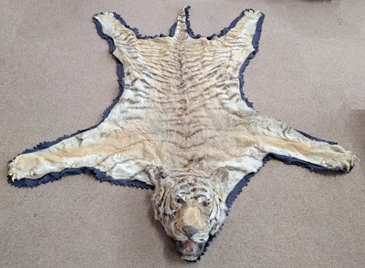 Lot 1368 - TAXIDERMY; an early 20th century tiger...
