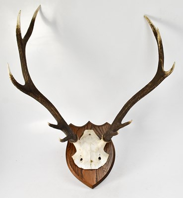 Lot 373 - A pair of ten-point stag antlers, mounted on...
