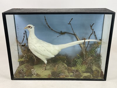 Lot 71 - TAXIDERMY; a white pheasant mounted within a...