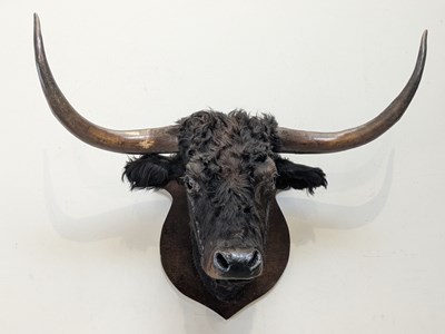 Lot 1369 - TAXIDERMY; a bull's head, mounted on wooden...