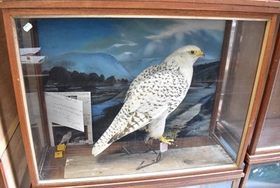 Lot 306 - A Victorian cased taxidermy of a female...