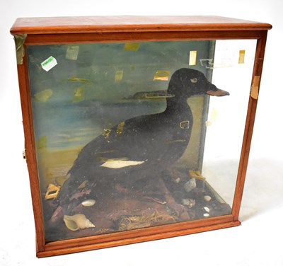 Lot 446A - A cased taxidermy of a velvet scoter (drake)...