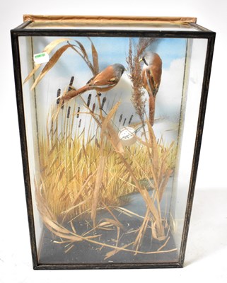 Lot 446B - A cased taxidermy of two bearded tits (Panurus...