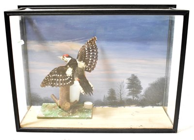 Lot 303 - A cased taxidermy of a great spotted...