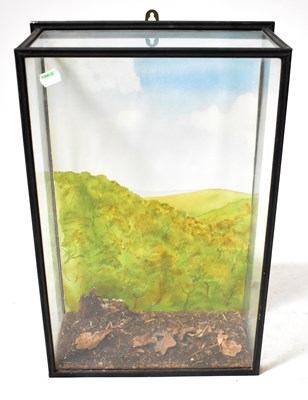 Lot 677 - A wall mounted black painted glazed taxidermy...