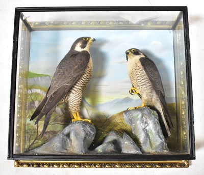 Lot 307 - A pre-1947 cased taxidermy group of two...