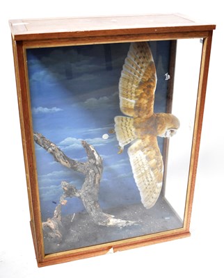 Lot 304 - A cased taxidermy of a barn owl (Tyto alba) in...