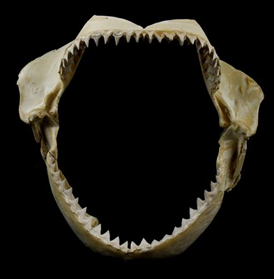 Lot 1361 - Shark jaws, possibly from a bull shark, 30 x...