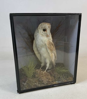Lot 2699 - Taxidermy: a circa 1900 taxidermy barn owl...