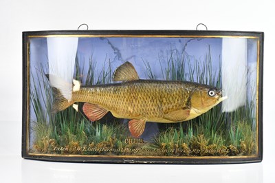 Lot 798 - A 19th century taxidermy chub in naturalistic...