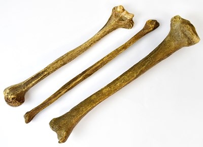 Lot 267 - Three human leg bones (3).