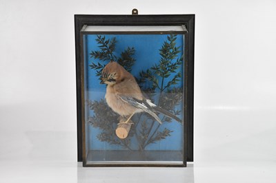 Lot 1375 - TAXIDERMY; a framed glass case housing a jay,...