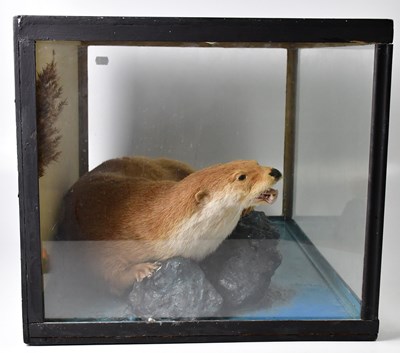 Lot 446 - A cased taxidermy of an otter on rocky outcrop,...