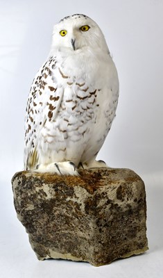 Lot 305 - A taxidermy of a Snowy Owl (Bubo...