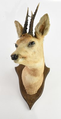 Lot 1376 - TAXIDERMY; a roe deer head mounted on oak...