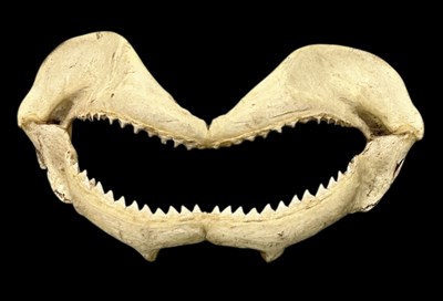 Lot 301 - NATURAL HISTORY; a taxidermy shark’s jaw, 45 x...