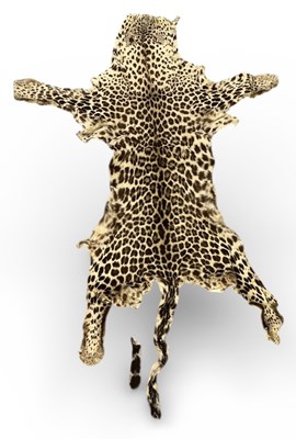 Lot 284 - An early 20th century taxidermy leopard skin...