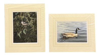 Lot 277 - GEORGE PICKERING; watercolour, 'Canada Goose',...