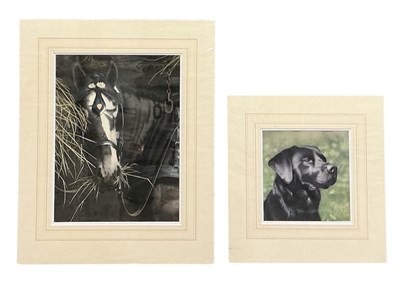 Lot 278 - GEORGE PICKERING; watercolour, 'Black Lab',...