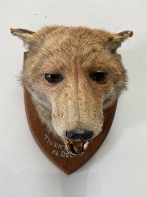 Lot 1353 - TAXIDERMY; a mounted fox head on oak plaque,...
