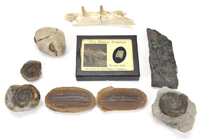 Lot 398 - A collection of fossils mainly comprising...