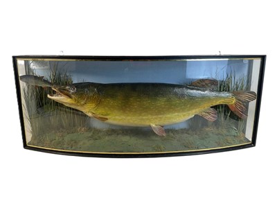 Lot 22 - A J HALL; 27lb taxidermy pike, displayed...