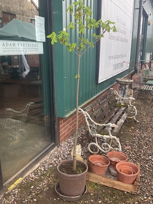 Lot 817 - A horse chestnut tree, height approx 190cm.