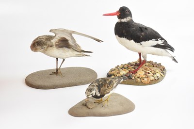 Lot 1016 - PETER SUMMERS, TAXIDERMIST; a taxidermy...