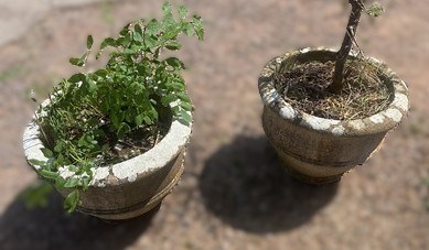 Lot 757 - A pair of reconstituted plant pots, height...