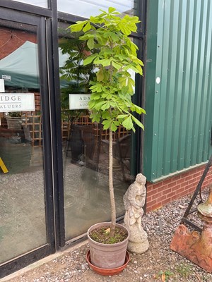 Lot 904 - A horse chestnut tree, height approx 190cm,...