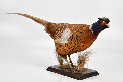 Lot 1490 - A model of a pheasant, on wooden plinth base,...