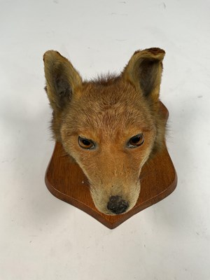 Lot 78 - TAXIDERMY; a fox head mounted on an oak shield,...
