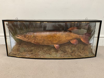 Lot 2151 - TAXIDERMY; a mid 20th century pike in a...